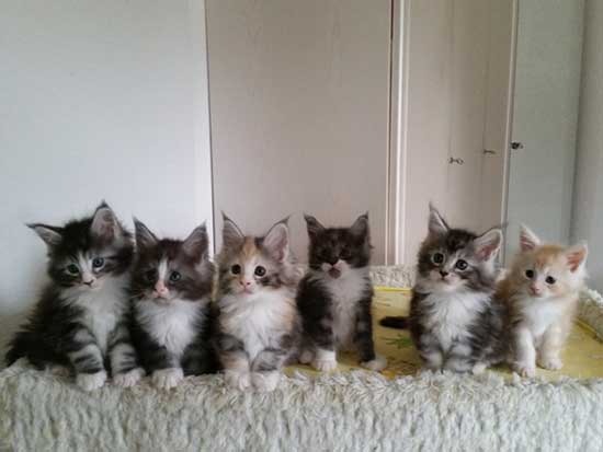 Kitten