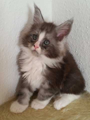 Vincenz